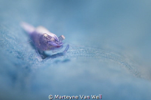 A sea star shrimp on a baby blue sea star by Marteyne Van Well 